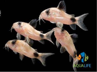 PK Chuột quang gấu trúc - Ảnh 24
