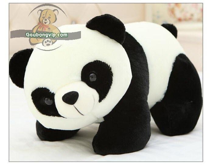 PK Chuột quang gấu trúc - Ảnh 19