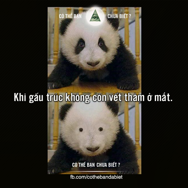 PK Chuột quang gấu trúc - Ảnh 11