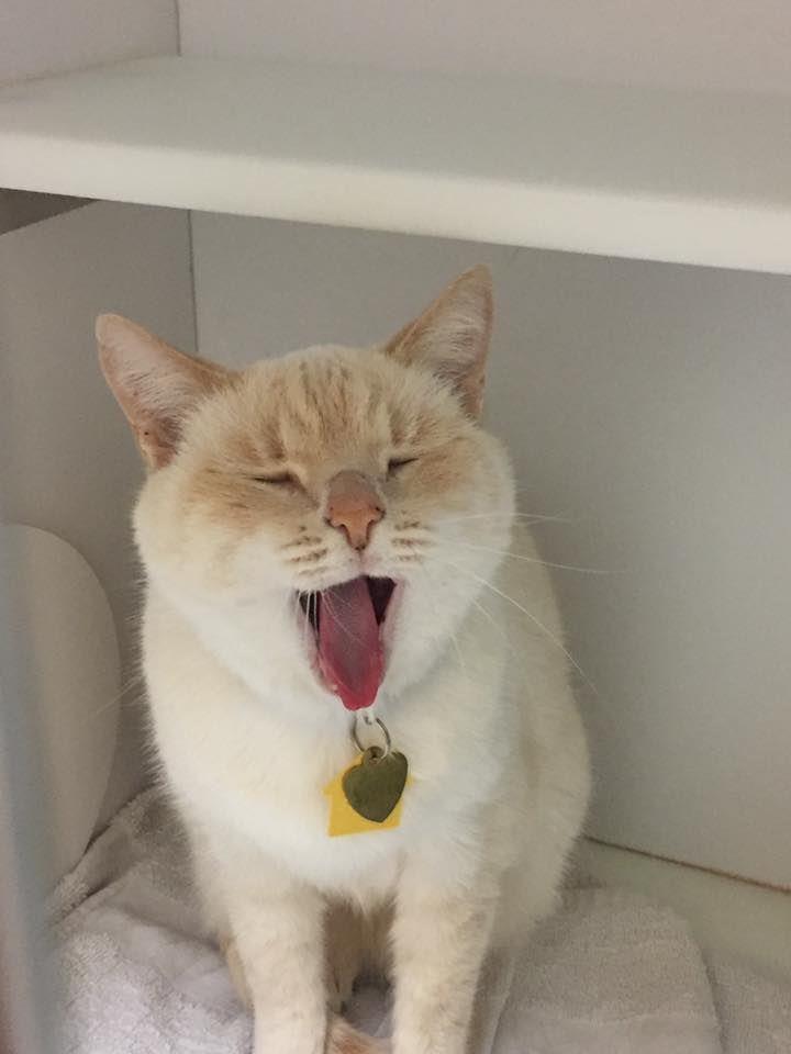 PK MNN kitty - Ảnh 11