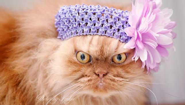 PK MNN kitty - Ảnh 24