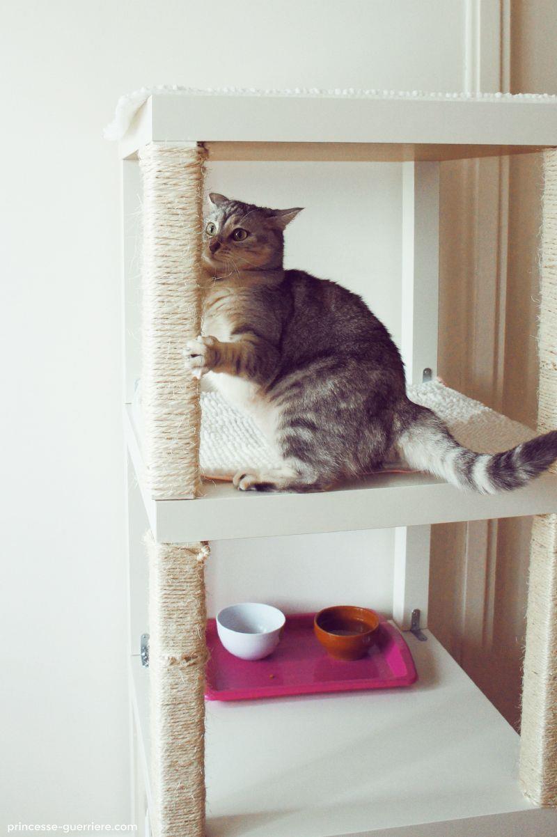 PK MNN kitty - Ảnh 4