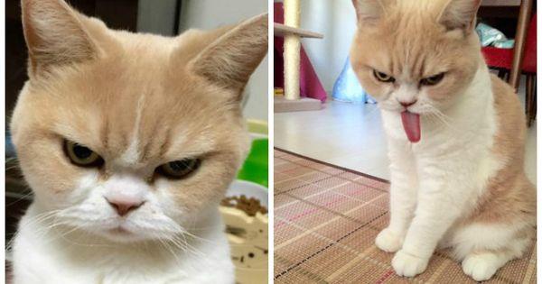 PK MNN kitty - Ảnh 18